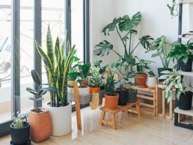 Indoor Plants